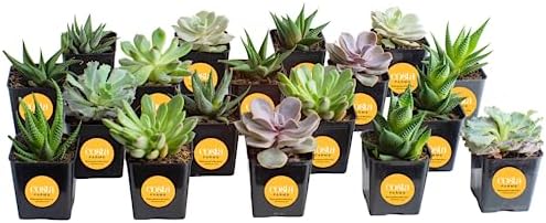 Costa Farms Succulents, Live Indoor Plant, Easy Care, Home Decor by Unknown