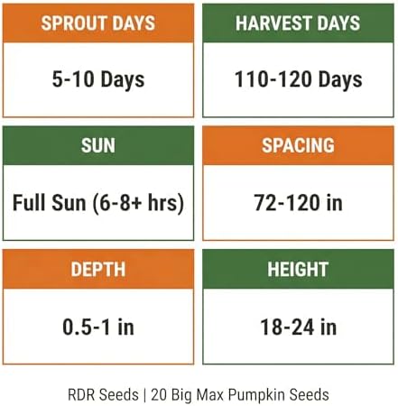 20 Pumpkin Seeds for Planting - Big Max - Heirloom | Non-GMO | USA Grown | Grows Big Giant Pumpkins up to 100 lbs! Grown for Pies and Halloween Jack O Lanterns - Image 4
