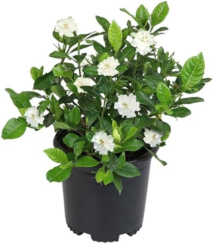 Gardenia Plant (1G), Cape Jasmine Plant Outdoor Plants, Fresh Flowers for Delivery Prime, Live Plants Indoor Plants Live Houseplants, Gardenia Plants Live House Plants Indoors Live by Plants for Pets by PlantsforPets