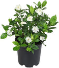 Gardenia Plant (1G), Cape Jasmine Plant Outdoor Plants, Fresh Flowers for Delivery Prime, Live Plants Indoor Plants Live Houseplants, Gardenia Plants Live House Plants Indoors Live by Plants for Pets by PlantsforPets