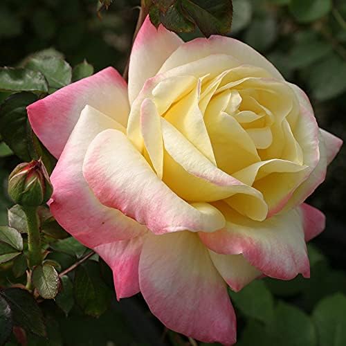 Heirloom Roses Rose Plant - French Perfume™ Multi Rose Bush, Hybrid Tea Live Plant for Planting Outdoors - Image 2