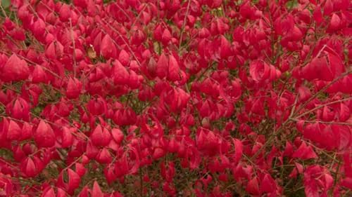 Rudy HAAG Burning Bush - Red Fall Color - Live Plant Shipped 1 to 2 Feet Tall by DAS Farms (No WA) by DASFarms