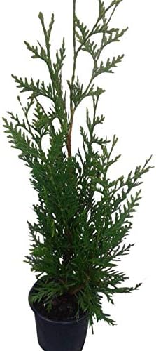 Thuja Green Giant Arborvitae Lot of 4, Quart Pot - Image 5