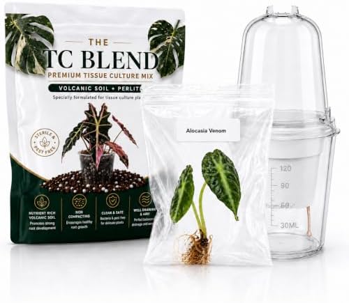 Alocasia Venom, Complete Tissue Culture Kit – Rare Live Alocasia Plant Starter, Indoor Houseplant by Unknown