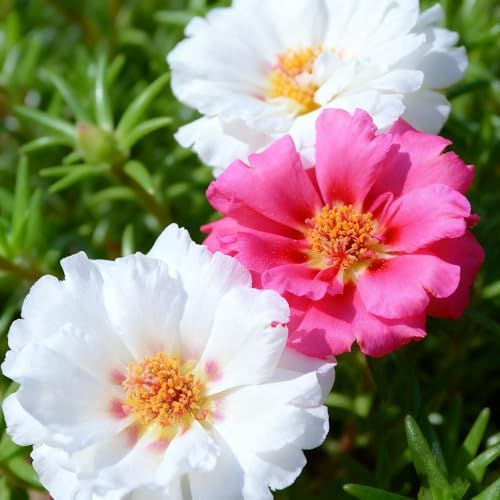 Mixed Color Portulaca Grandiflora Seeds, 20000 Double Moss Rose Seeds for Planting, Heirloom Ground Cover - Purslane Flower Seed for Outside, Beds, Yards, Flower Garden - Image 6