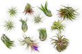 Air Plant Shop 12 Pack Assorted Ionantha Air Plants - Wholesale and Bulk - Succulents - Live Tillandsia - Easy Care Indoor and Outdoor House Plants by TheAirPlantShop