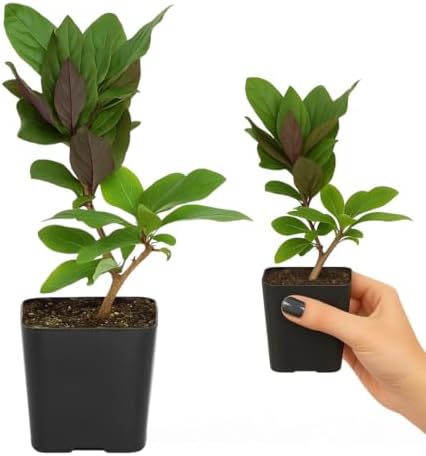 Purple Honeysuckle Plant Live, Fragrant Lonicera Japonica Vine, 2-Inch Pot - Image 3