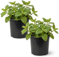 Herb - Lemon Balm (2 Pack), Live Edible Herb, Herbal Tea, Lemon Aroma by TheThreeCompany