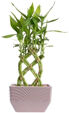 Costa Farms Lucky Bamboo Plant, Easy to Grow Live Houseplant in Indoor Bamboo Pot, Potting Mix, Grower's Choice, Birthday Gift, Home, Office, Plant Shelf Zen Room Decor, 12-Inches Tall by Unknown