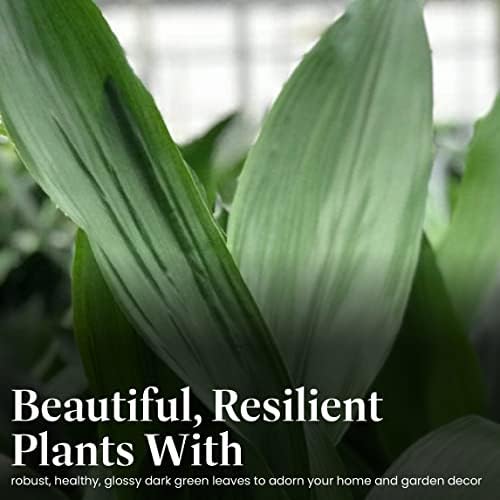 American Plant Exchange Cast Iron Plant – Live 10-Inch Potted Evergreen, Hardy Low-Light Houseplant, Drought-Tolerant & Easy-Care Foliage Plant for Home, Office & Shade Gardens - Image 2