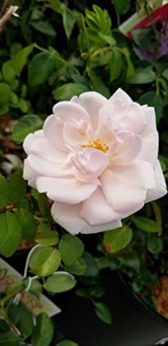 Rosa 'New Dawn' (Climbing Rose) Rose, Double Blush Pink Flowers, #3 - Size Container - Image 3