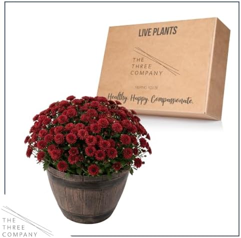 Chrysanthemum (Whiskey Barrel Deco Pot), Red Blooms, Live Fall Flowering Perennial, 15" Tall by 12" Wide in 3 Qt Pot - Image 6