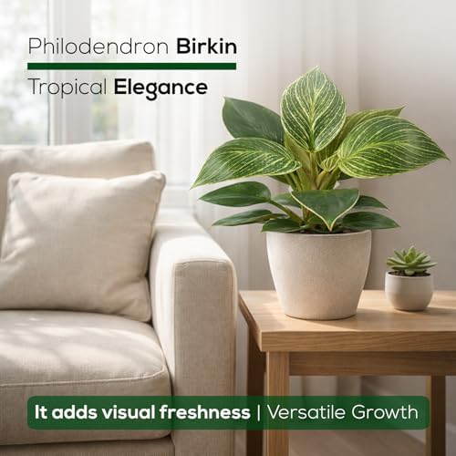 Philodendron Birkin Plant (4 Pack) Live Starter Plug Plants, Variegated Indoor Houseplants, Tropical Philodendron Plants Live, Easy Care Houseplants, White Striped Foliage Plants for Indoor Growing - Image 7