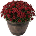 Chrysanthemum (Whiskey Barrel Deco Pot), Red Blooms, Live Fall Flowering Perennial, 15" Tall by 12" Wide in 3 Qt Pot by TheThreeCompany