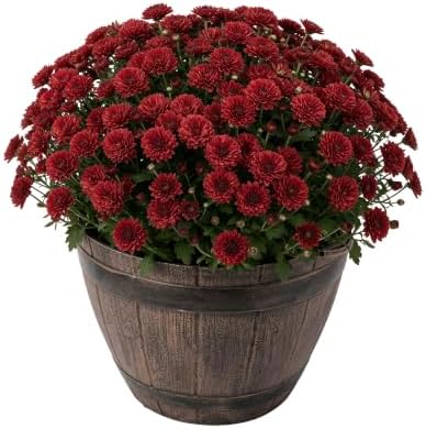 Chrysanthemum (Whiskey Barrel Deco Pot), Red Blooms, Live Fall Flowering Perennial, 15" Tall by 12" Wide in 3 Qt Pot by TheThreeCompany