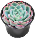 Sprout N Green Echeveria 'Pink Crystal' Live Succulent Plant by SproutNGreen