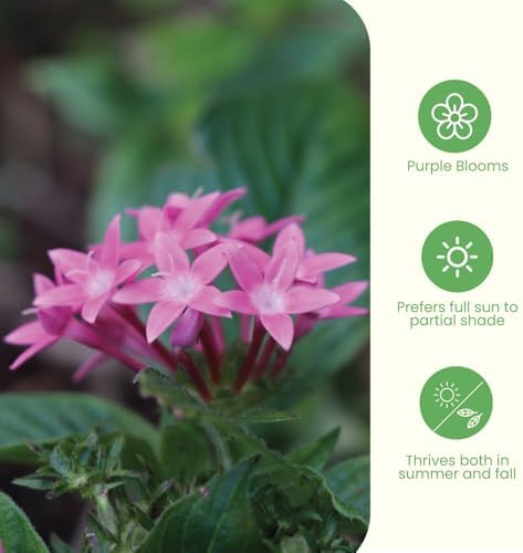 American Plant Exchange Penta 'Violet' – 6-Inch Pot – Live Flowering Plant with Rich Purple Blooms, Heat-Tolerant Outdoor Annual for Pollinator Gardens, Patios, Containers & Landscapes - Image 5