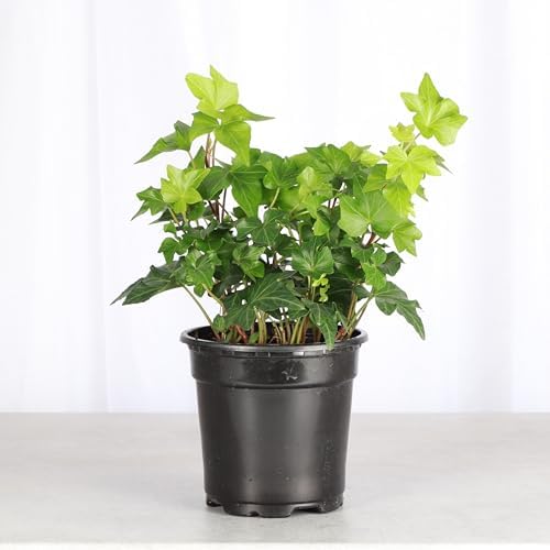 Live Hahn's Green Ivy Plant, Vining Indoor Plant, 4" Pot - Image 2