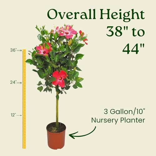 Hibiscus Tree Live - Pink Flowers - Overall Height 38" to 44", 3 Gallon Pot - Tropical Plants of Florida - Image 5