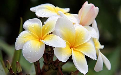 Live Hawaiian White Plumeria Plant Cutting 10 Inch Easy Root Tropical - Image 4