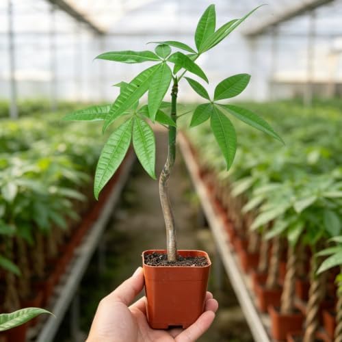 Live Money Tree Plant 8-10" Pachira Aquatica - Image 3