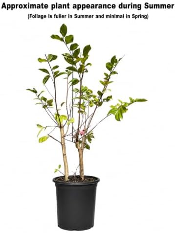 Lavender Muskogee Crape Myrtle Tree - 12-18" Tall - Gallon Pot - Image 2