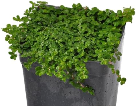 Soleirolia soleirolii, Baby Tears, Angel's Tears, Peace in the Home, Ground Cover, Cnt Sz: 3" - Image 6