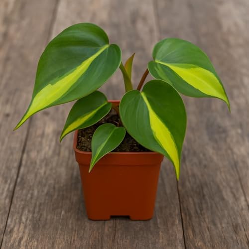 Limefire Philodendron Live Indoor Plant - Brasil Philodendron – Live Starter Plant in 2 Inch Pot - Striking Variegated Foliage with Bold Yellow-Green Centers - Image 5