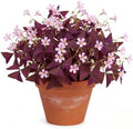 Pack of 24 Purple Shamrocks Bulbs, Oxalis Bulbs for Planting, Oxalis Triangularis Bulbs Good Luck Flower Bulbs by Unknown