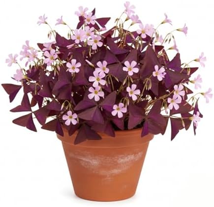 Pack of 24 Purple Shamrocks Bulbs, Oxalis Bulbs for Planting, Oxalis Triangularis Bulbs Good Luck Flower Bulbs by Unknown