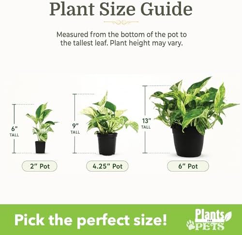 Easy to Grow Houseplants (12 Pack) Live House Plants in Plant Containers, Growers Choice Plant Set in Planters with Potting Soil Mix, Home Décor Planting Kit or Outdoor Garden Gifts by Plants for Pets - Image 6