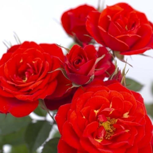 Red Climbing Rose Live Plant, Hardy, 5-10 Inch Tall - Image 2