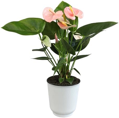 Pink Anthurium Live Plant Decor (Approx. 13-16" Tall), Real Flowers/House Plants in 4" White Plant Pot, Floral Office Plants, Air Purifying Plants & Cool Gifts for Plant Lovers by Plants for Pets by PlantsforPets
