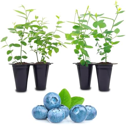 Fam Plants Live Blueberry Biloxi Bush (4 Pack) Southern Highbush Berry by FamPlants
