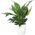 Live Peace Lily Plant, Spathiphyllum, Low Light, Easy to Grow, 4" Pot by ThorsensGreenhouse