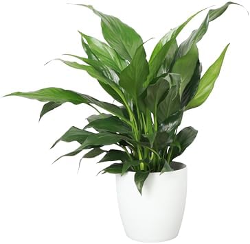 Live Peace Lily Plant, Spathiphyllum, Low Light, Easy to Grow, 4" Pot by ThorsensGreenhouse