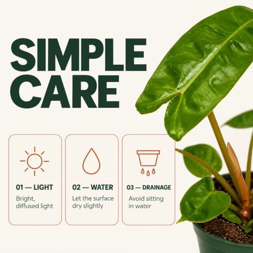 Rare Philodendron Billietiae Live Plant - Fully Rooted Indoor Houseplant - Image 4
