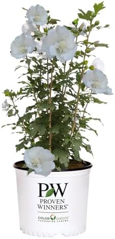 Proven Winners 5 Gal. White Pillar Rose of Sharon (Hibiscus) Shrub by Unknown