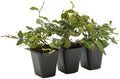 3 Creeping Fig, Live Plants – Ficus Repens – Fast-Growing & Versatile Climbing Vine in 2.5” Nursery Cubes – Perfect for Living Walls, Topiaries, Ground Cover & Indoor/Outdoor Decor by CitronellaKing
