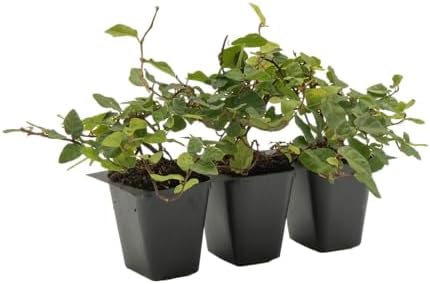 3 Creeping Fig, Live Plants – Ficus Repens – Fast-Growing & Versatile Climbing Vine in 2.5” Nursery Cubes – Perfect for Living Walls, Topiaries, Ground Cover & Indoor/Outdoor Decor by CitronellaKing