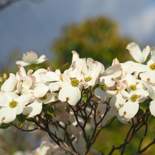 White Dogwood Tree Live Plant, Flowering Tree, 8-10 Inch Tall, Quart Pot - Image 2
