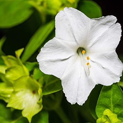 Outsidepride White Four O'clock Flower Seeds - 1/4 lb Perennial Fragrant, Trumpet-Shaped Blooms, Deer-Proof & Easy to Grow, for Pollinator & Evening Gardens, Containers, Hedges, or Borders by Outsidepride