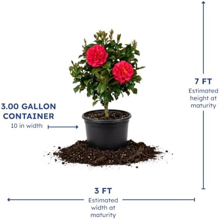Blue Ridge Sunset Camellia, Live Evergreen Flowering Shrub, 3 Gallon - Image 4