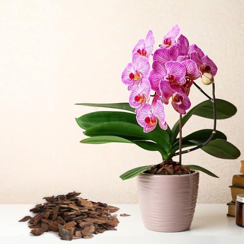 Orchid Bark 2qt, Natural Pine Bark Mulch for Plants, Great for Orchids, Succulents, Cactus, Bonsai, Ideal for Houseplant Mulch - Image 4