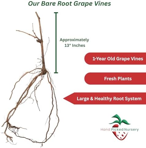 Concord Seedless Bare Root Grape Vines - The American Table Grape - 1-Year Old Plant with a Free Vine Support Included - from Hand Picked Nursery (2) - Image 3