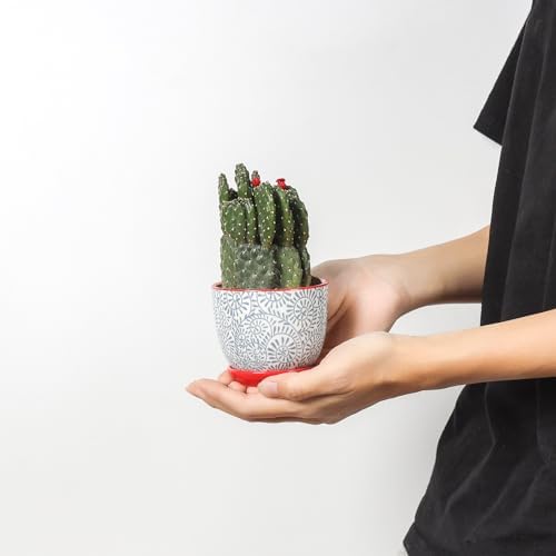 Selamica Ceramic Succulent Pots with Drainage Holes, Small Flower Pots 3.5 Inch Plant Pots for Indoor Plants with Saucers, Cactus Succulent, Home Decor, Set of 4, Assorted Colors - Image 2