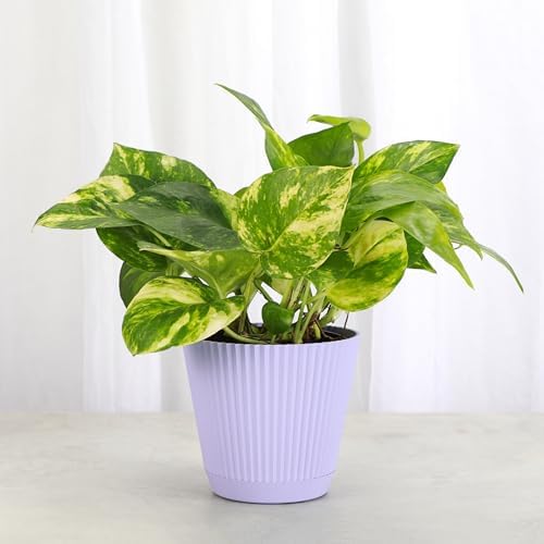 Live Golden Pothos, Indoor Vining Plant, Easy to Grow, 4" Pot - Image 4