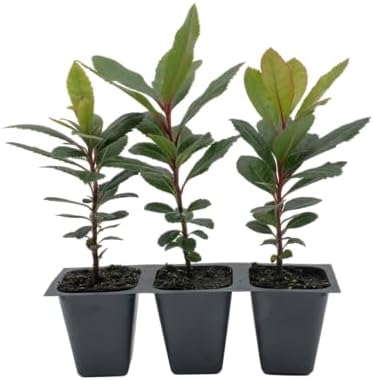 3 Arbutus Unedo Live Strawberry Tree Plants – Sweet Resilient Beauty, Thriving in 2.5" Nursery Cubes by CitronellaKing