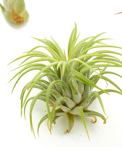 Shop Succulents | Assorted Collection of Live Air Plants, Hand Selected Variety Pack of Air Succulents | Collection of 8 - Image 4