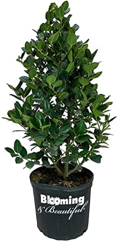 Liberty Holly, Live Evergreen Shrub, 3 Gallon by BloomingBeautiful